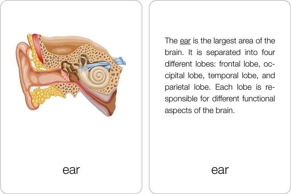 Part of an ear crossword