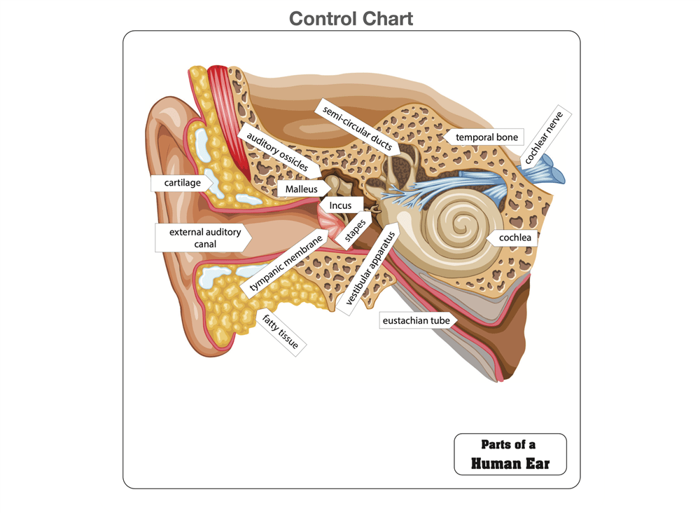 Part of an ear crossword