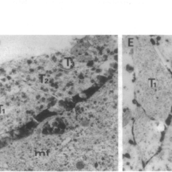 How do diverging axons amplify an impulse