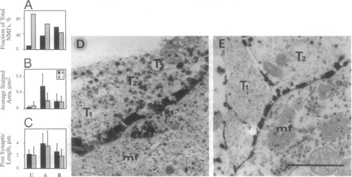 How do diverging axons amplify an impulse