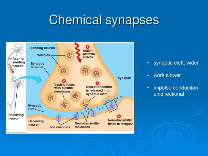 Synapse neurotransmitters work neurotransmitter neuron does conduction action mechanism across