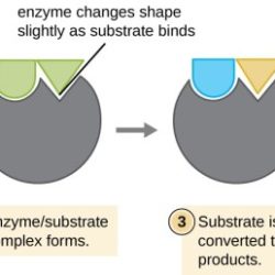 Label the parts of the enzyme correctly.