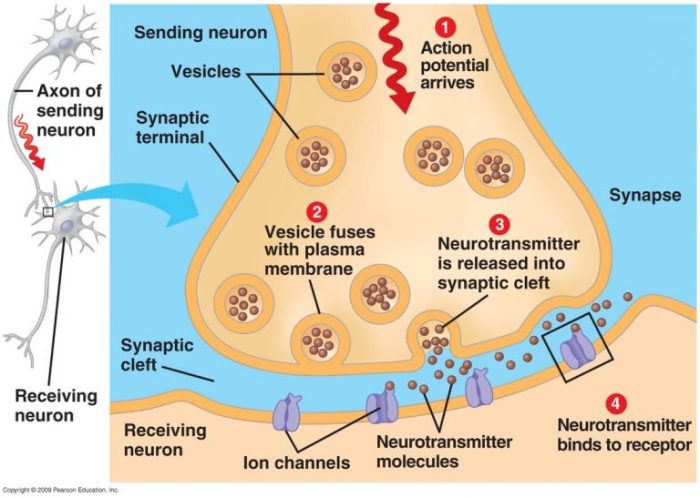 How do diverging axons amplify an impulse