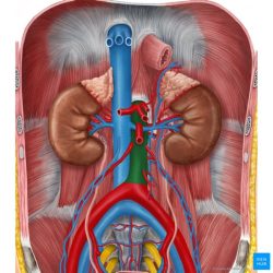 Aorta wikipedia wiki