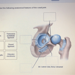 Correctly joint anatomical solved tibiofemoral transcribed