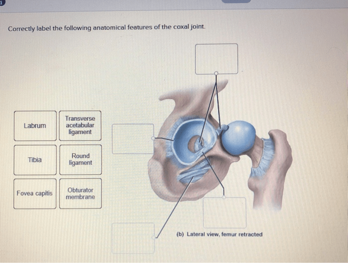 Correctly joint anatomical solved tibiofemoral transcribed